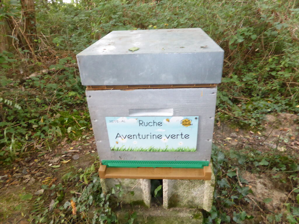 La ruche Aventurine verte