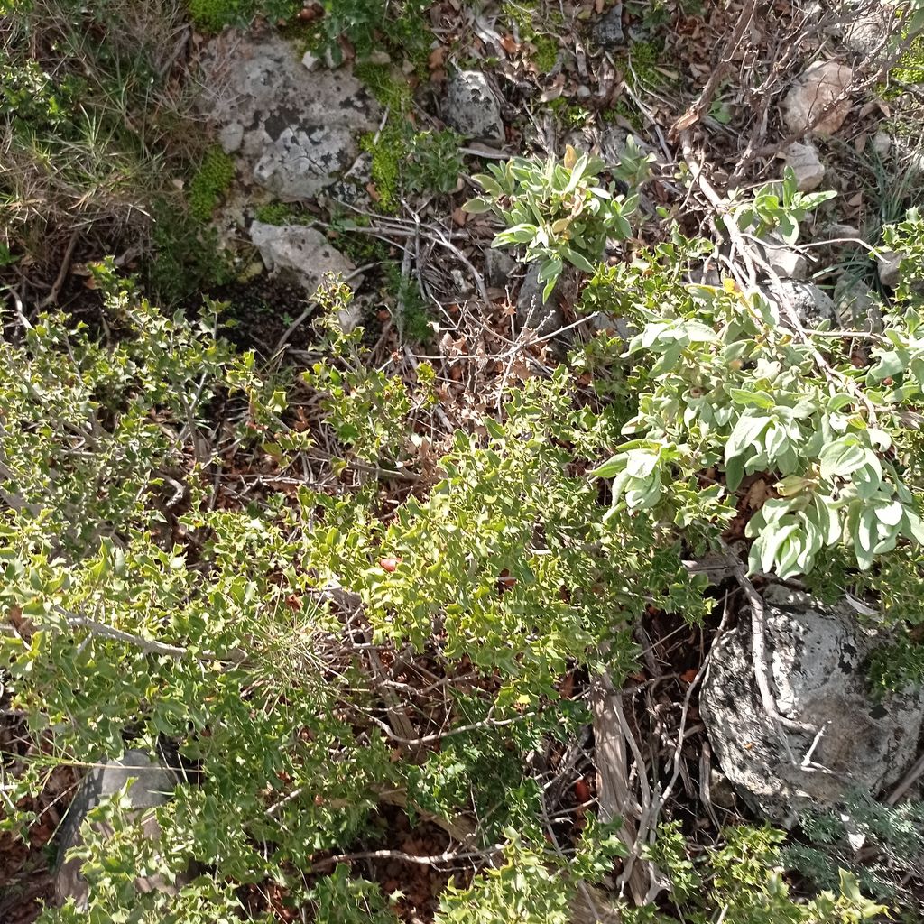 La ruche Azurite Malachite