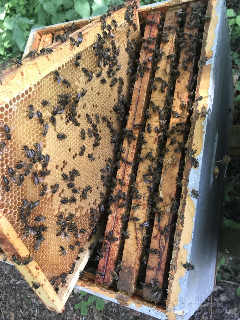 La ruche Calcite miel