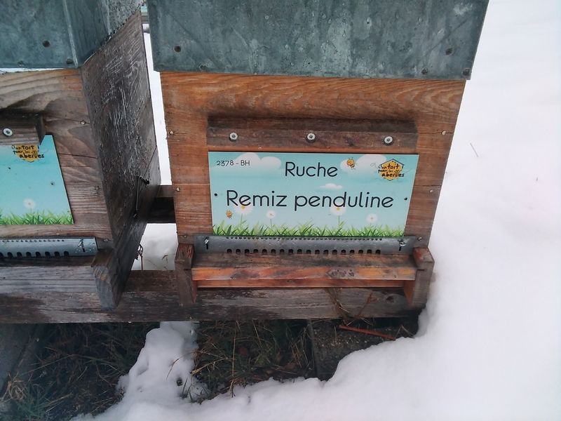 La ruche Remiz penduline