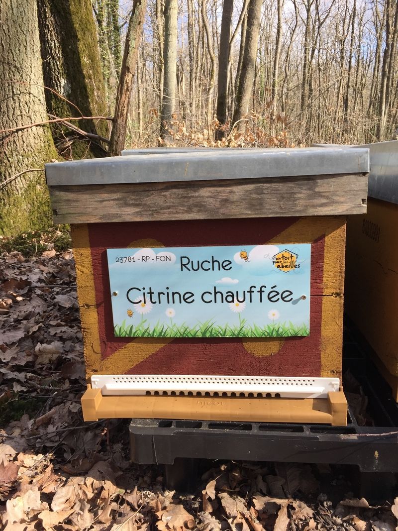 La ruche