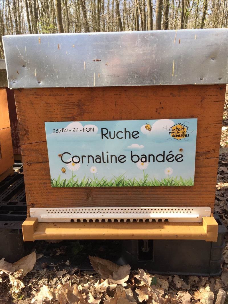 La ruche Cornaline bandée