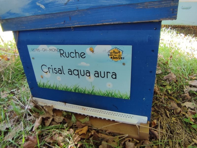 La ruche Crisal aqua aura