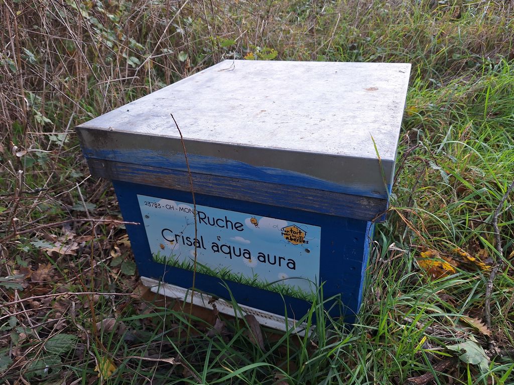 La ruche Crisal aqua aura