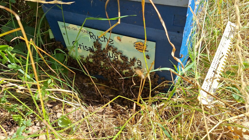 La ruche Crisal aqua aura