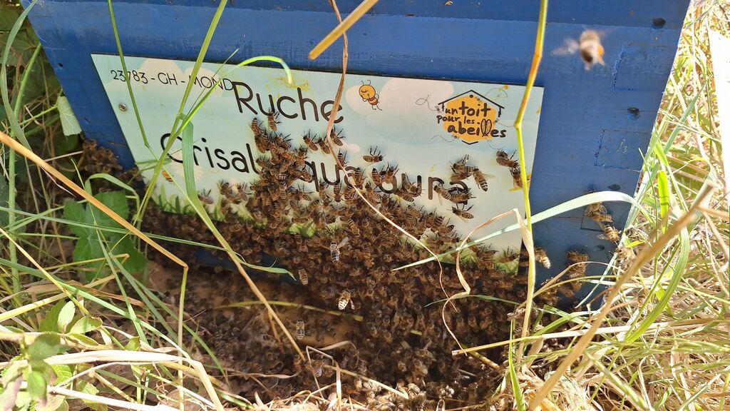 La ruche Crisal aqua aura