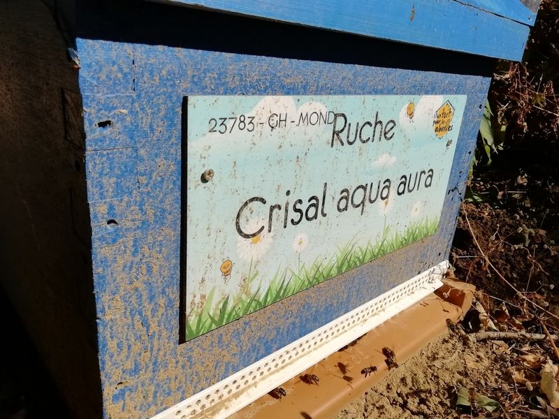 La ruche Crisal aqua aura