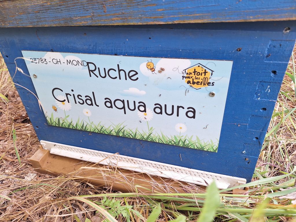 La ruche Crisal aqua aura
