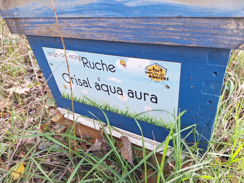 La ruche Crisal aqua aura