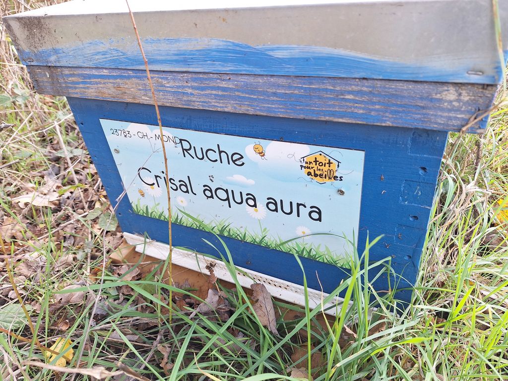 La ruche Crisal aqua aura