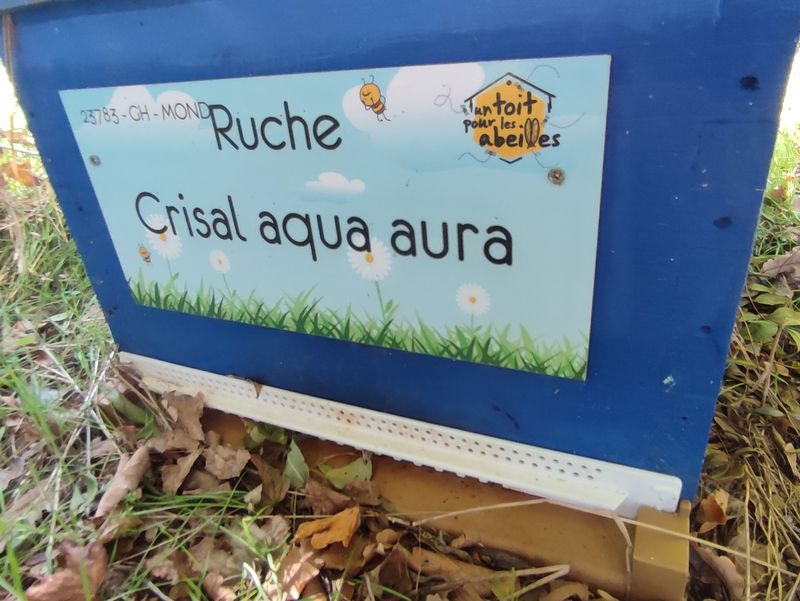 La ruche Crisal aqua aura