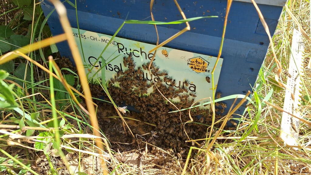 La ruche Crisal aqua aura