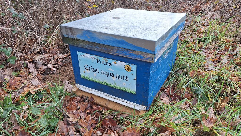 La ruche Crisal aqua aura