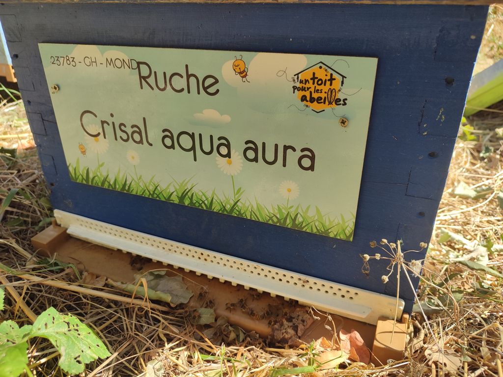 La ruche Crisal aqua aura