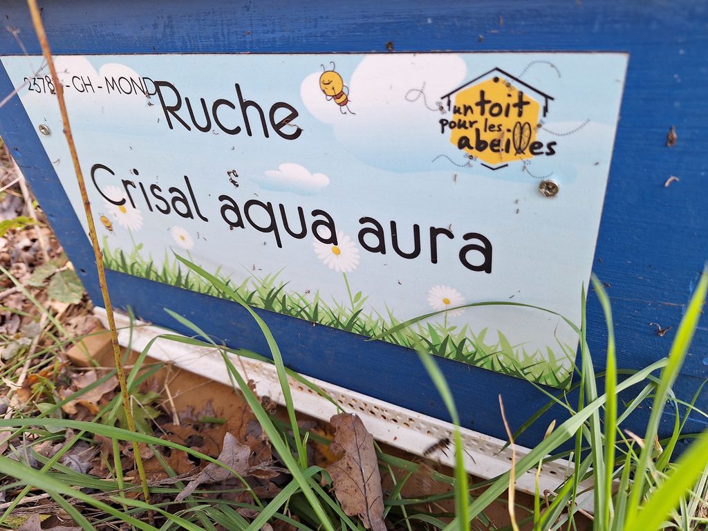 La ruche Crisal aqua aura