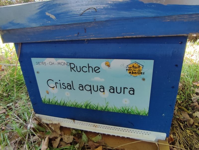 La ruche Crisal aqua aura