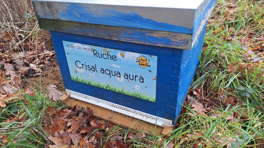 La ruche Crisal aqua aura