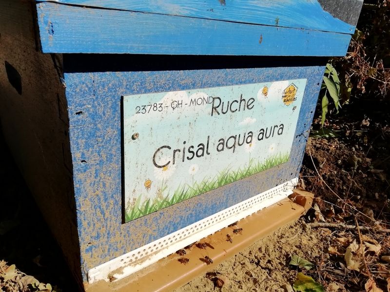 La ruche Crisal aqua aura