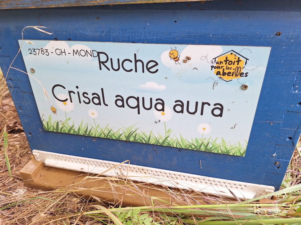 La ruche Crisal aqua aura