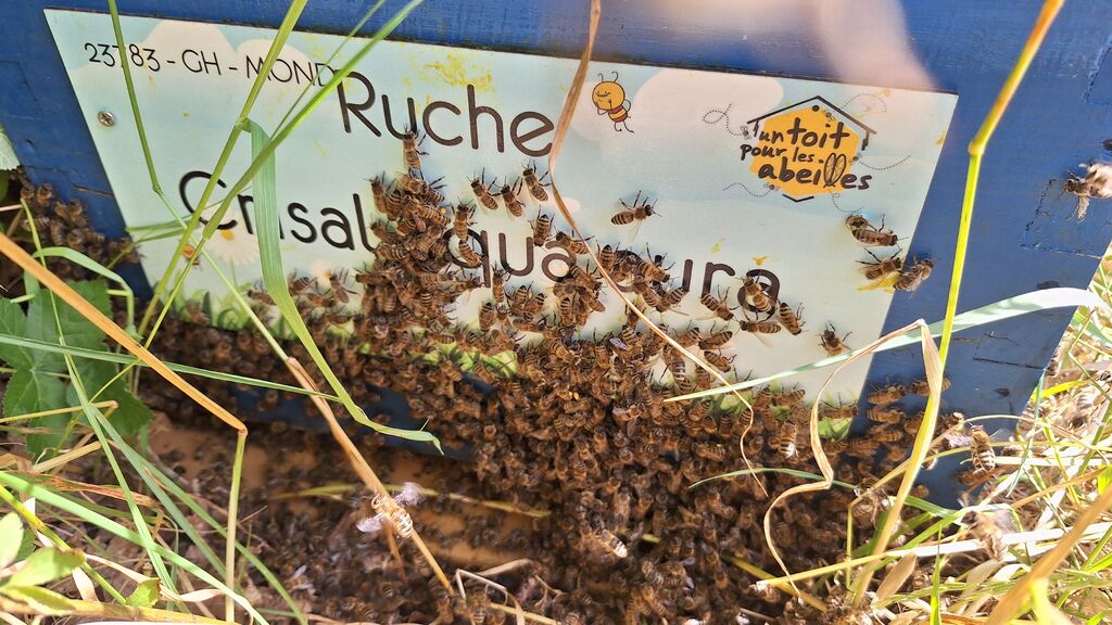 La ruche Crisal aqua aura