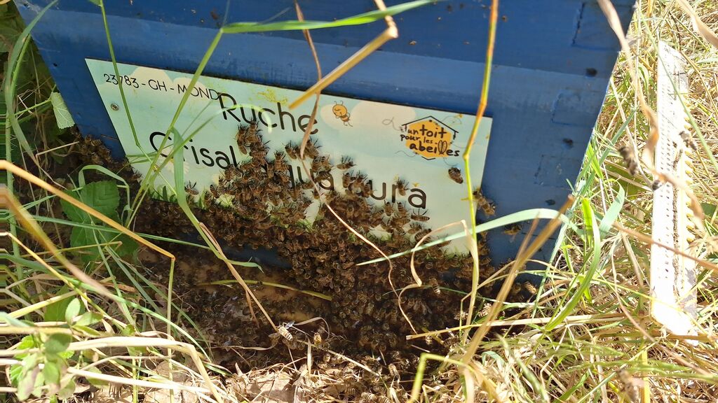 La ruche Crisal aqua aura