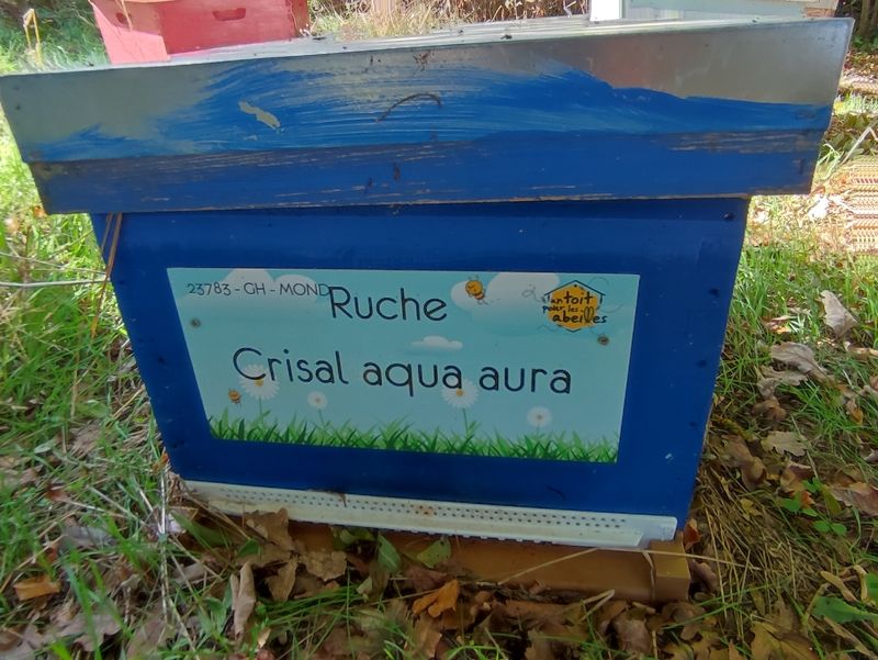 La ruche Crisal aqua aura