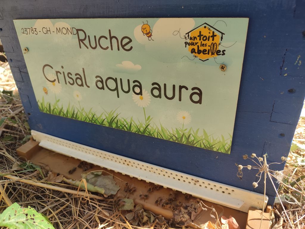 La ruche Crisal aqua aura