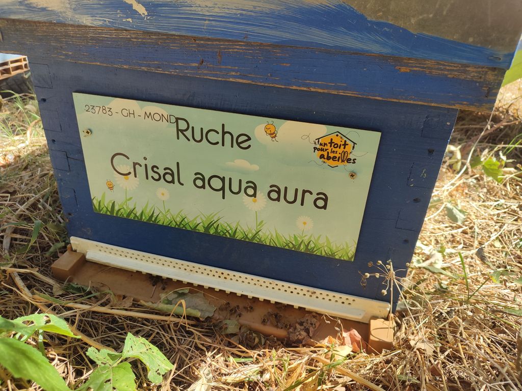 La ruche Crisal aqua aura