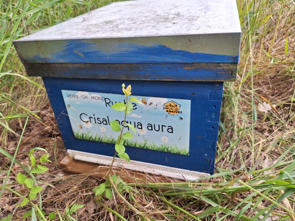 La ruche Crisal aqua aura