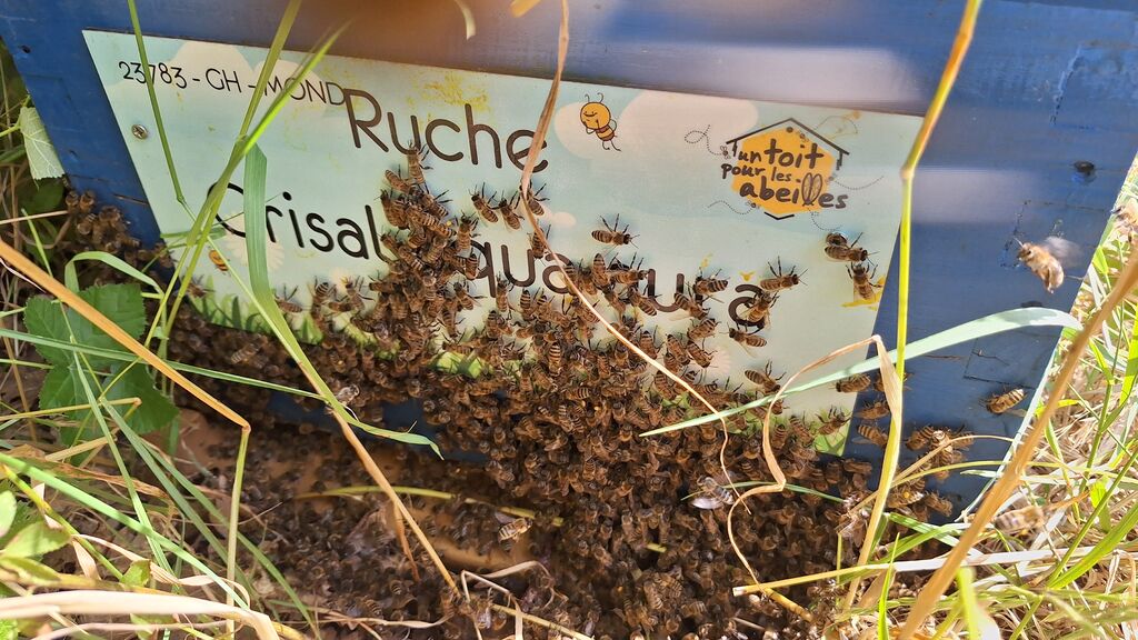 La ruche Crisal aqua aura