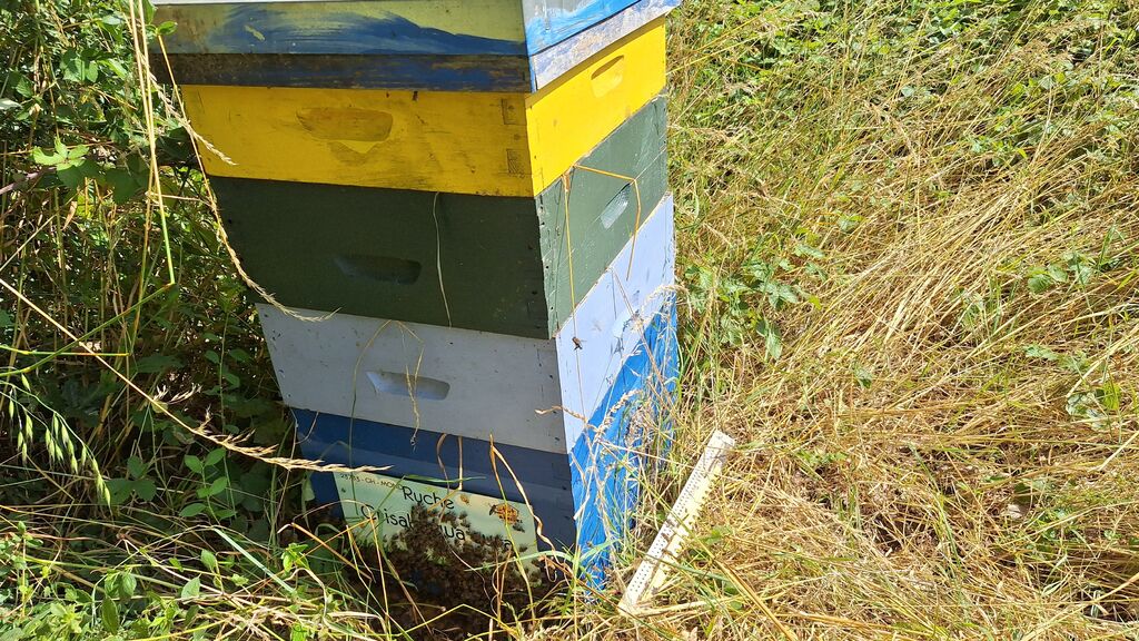 La ruche Crisal aqua aura