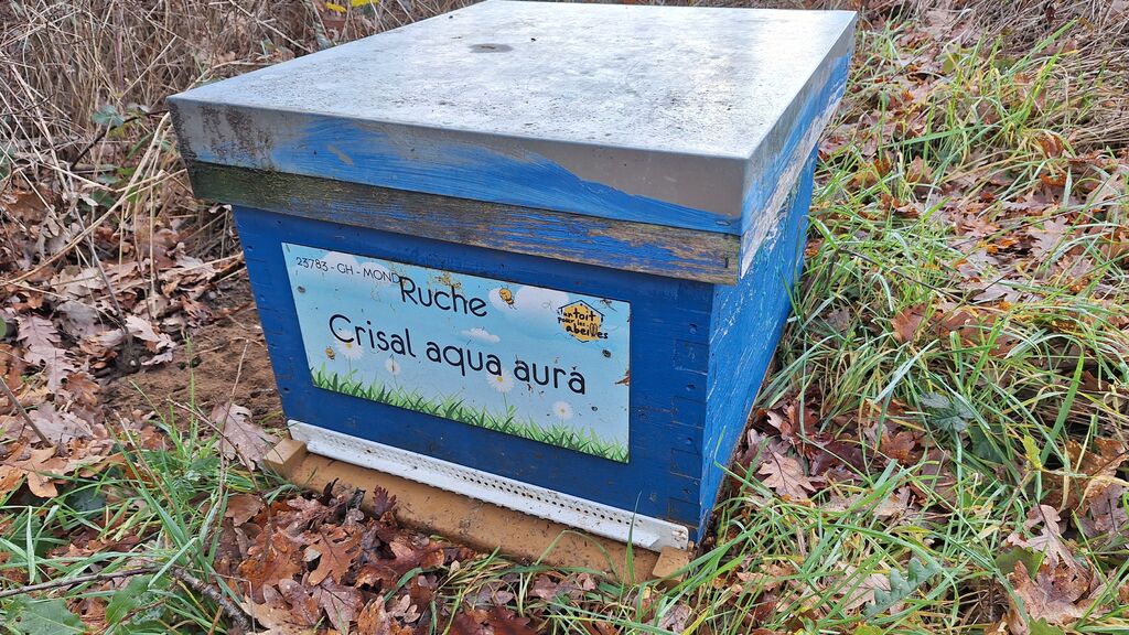 La ruche Crisal aqua aura