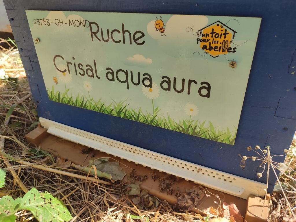 La ruche Crisal aqua aura