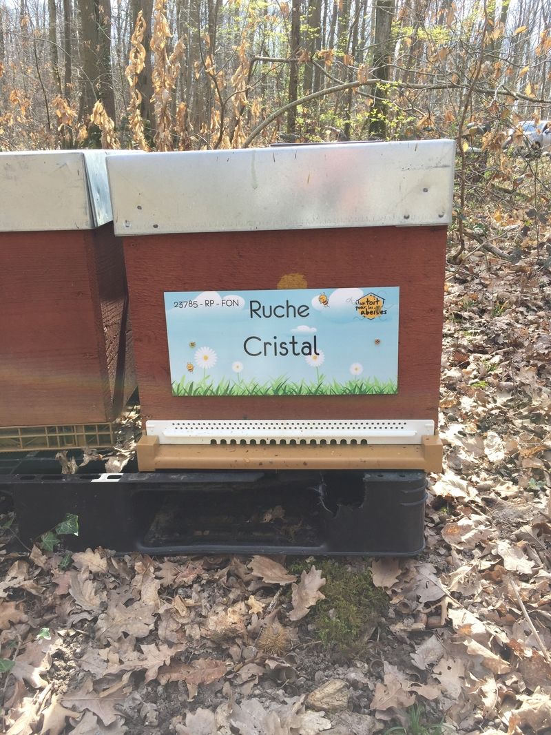La ruche Cristal