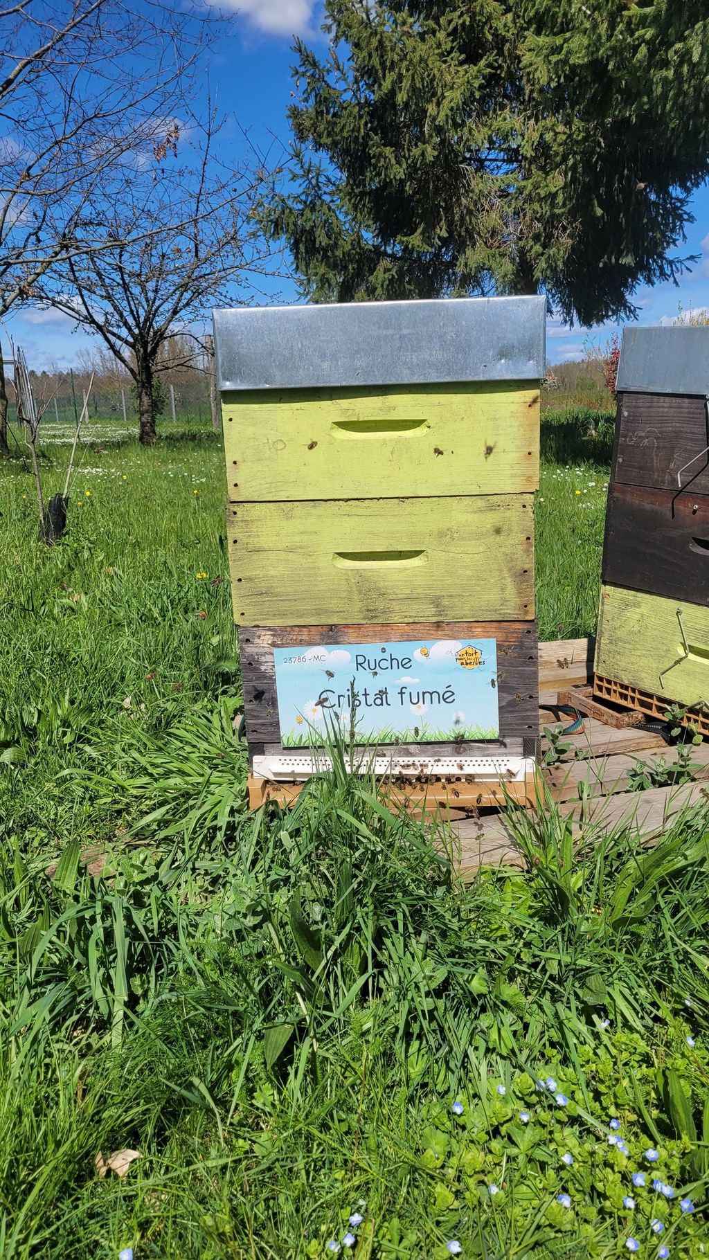 La ruche Cristal fumé