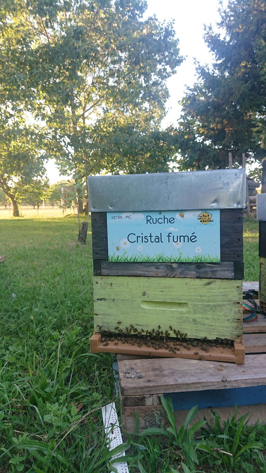 La ruche Cristal fumé