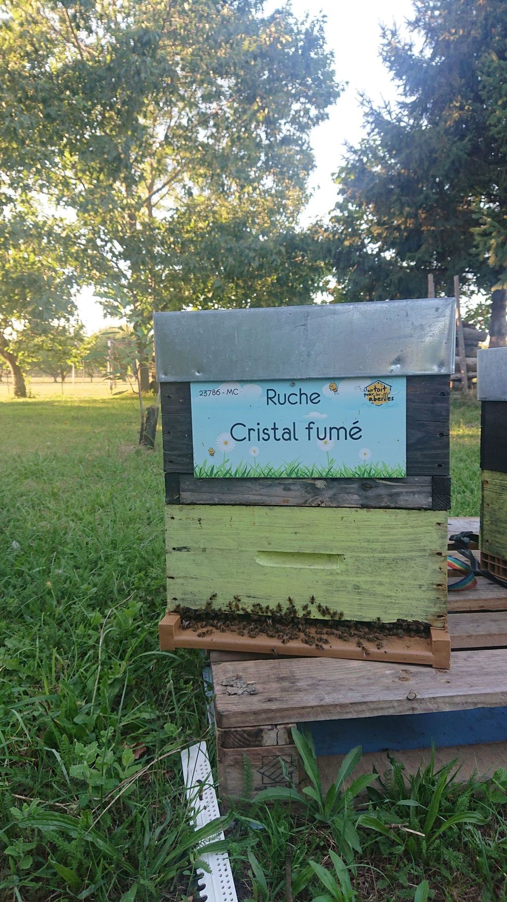 La ruche Cristal fumé