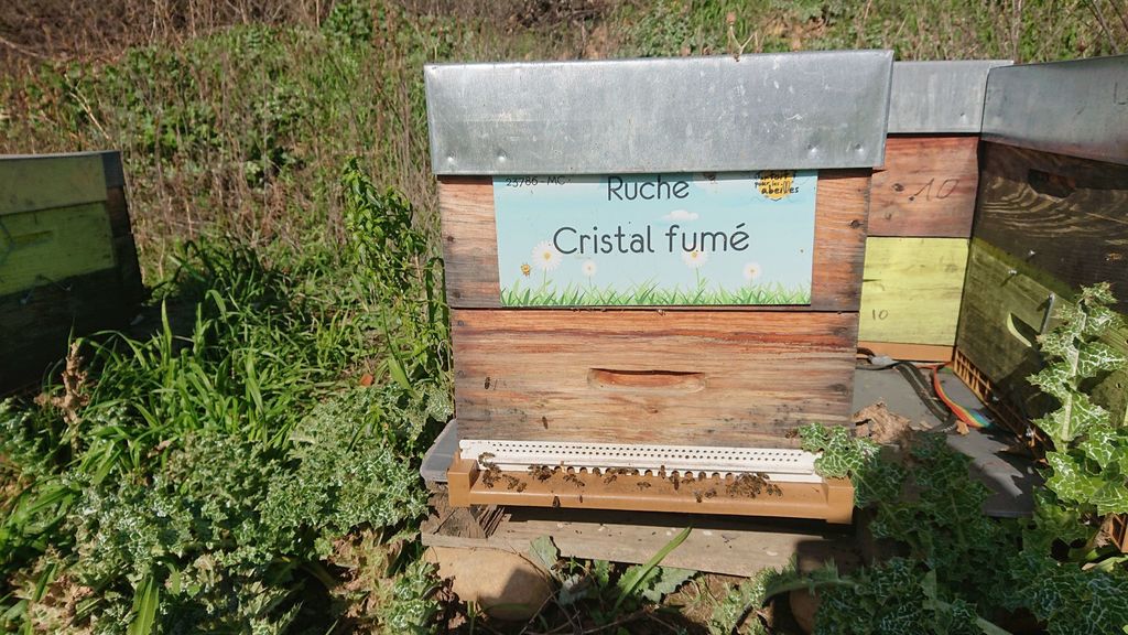 La ruche Cristal fumé