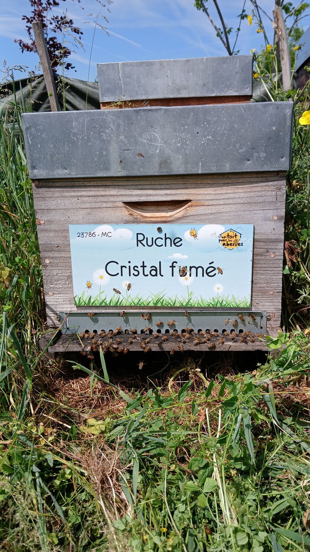 La ruche 