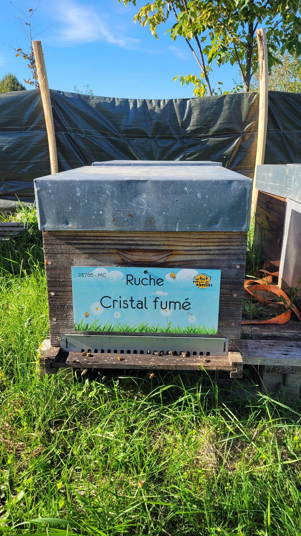 La ruche Cristal fumé