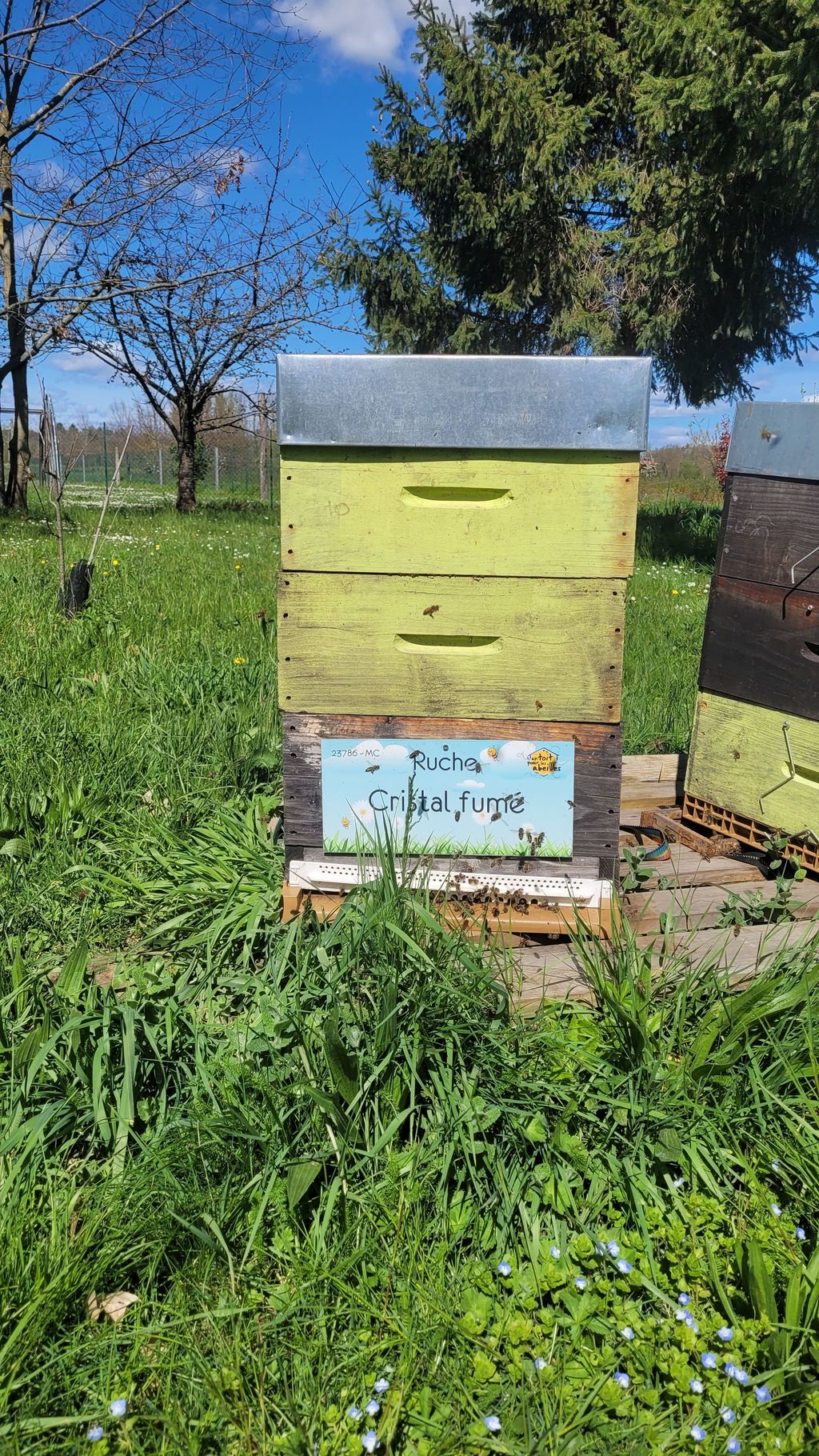 La ruche Cristal fumé