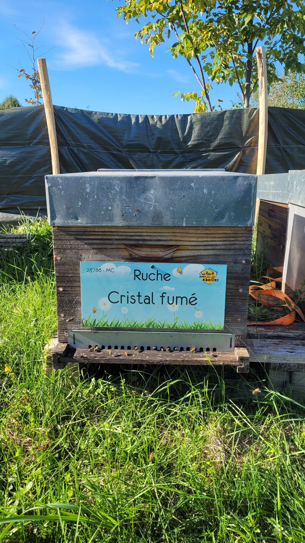 La ruche Cristal fumé