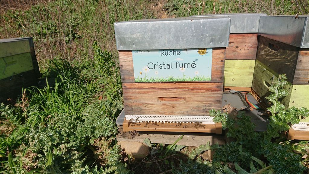 La ruche Cristal fumé