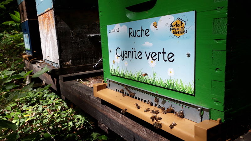 La ruche Cyanite verte