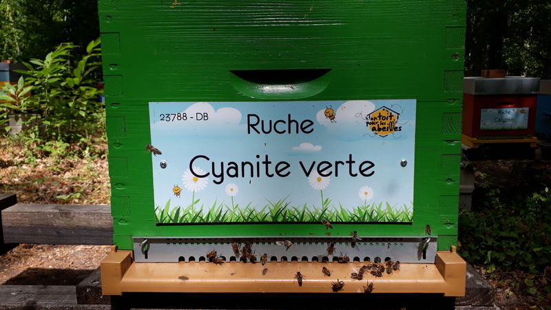 La ruche Cyanite verte