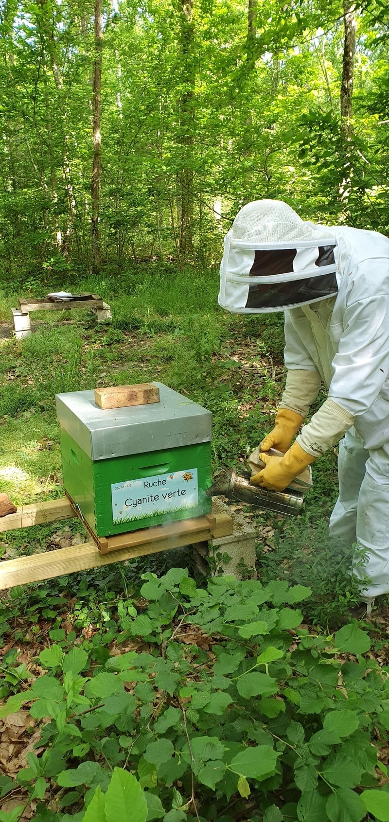 La ruche Cyanite verte