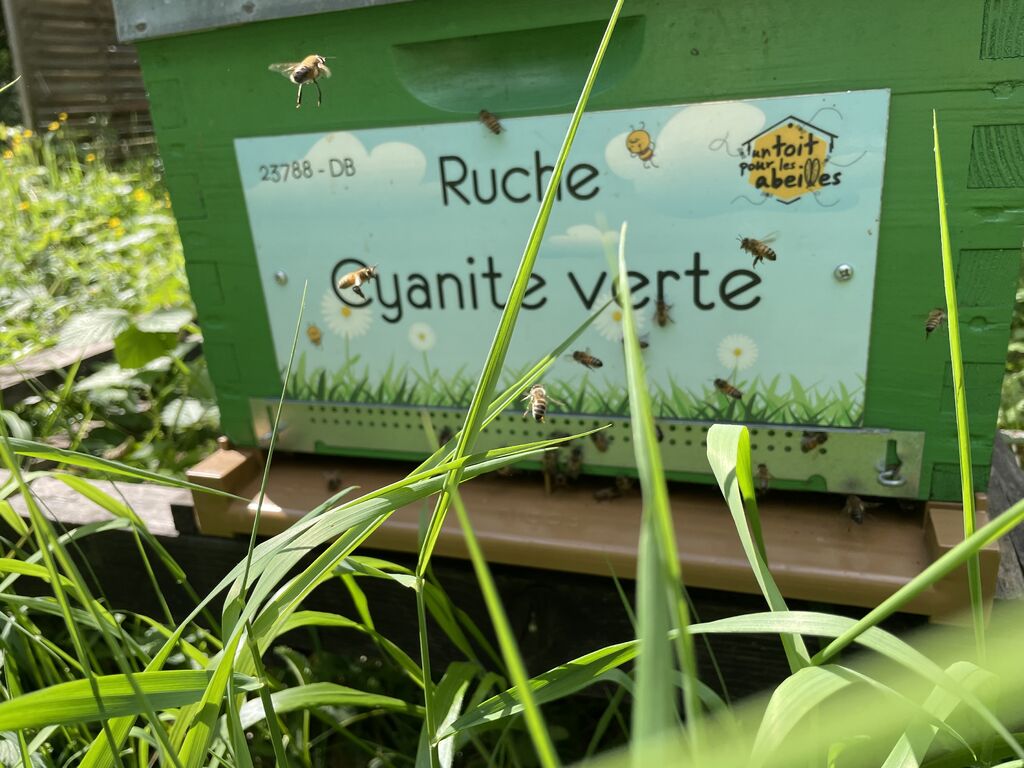 La ruche Cyanite verte