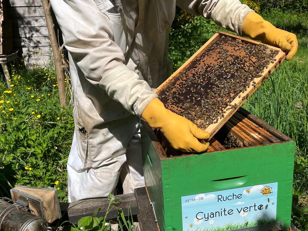 La ruche Cyanite verte