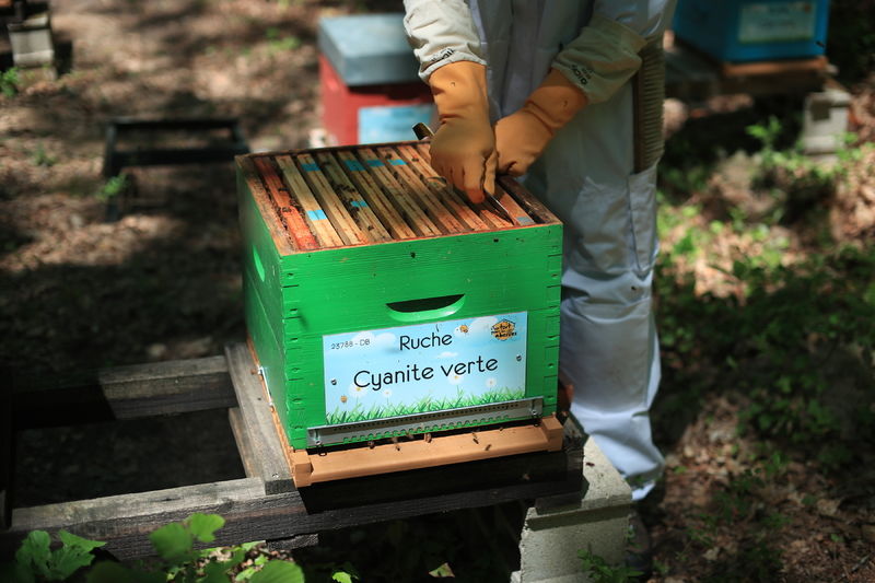 La ruche Cyanite verte