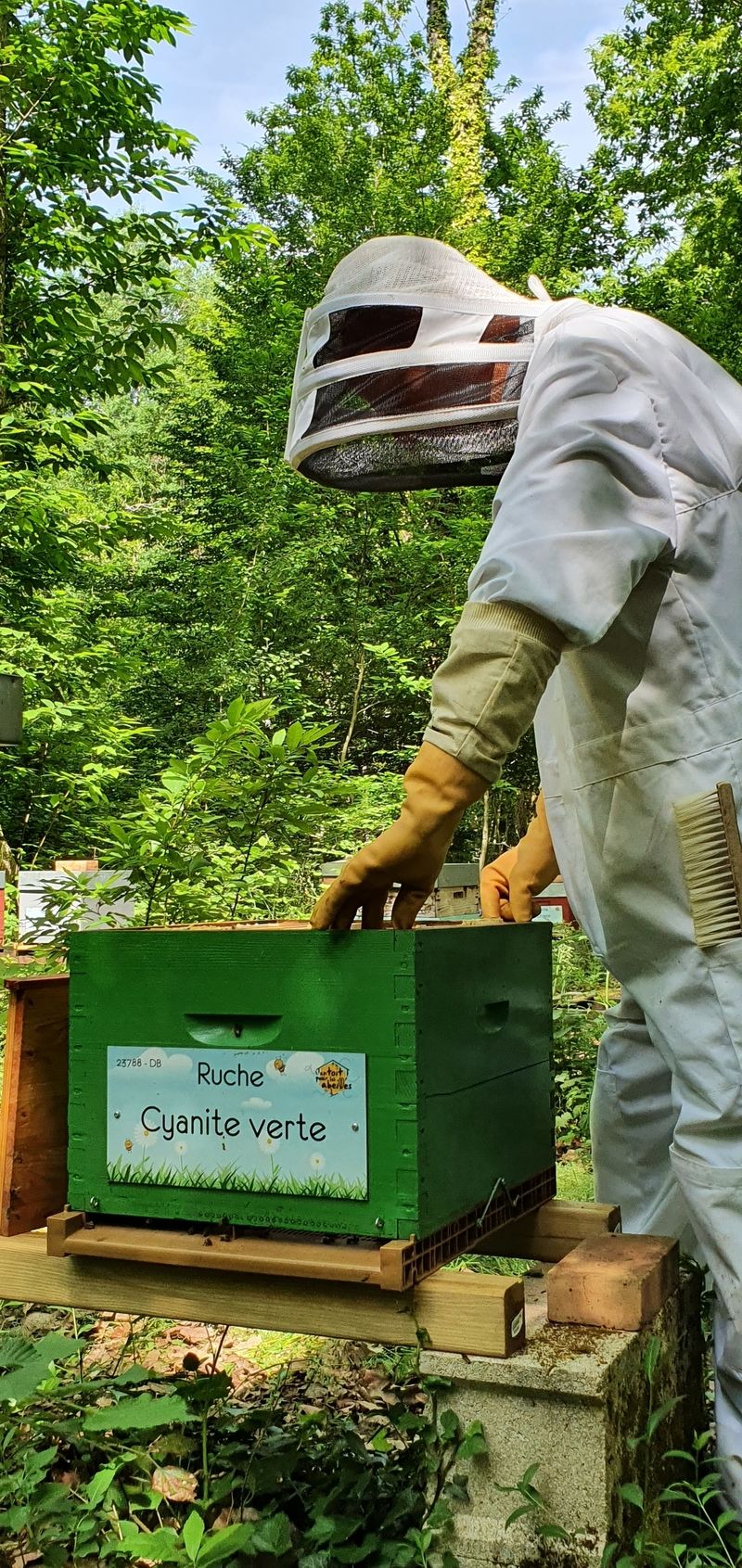 La ruche Cyanite verte